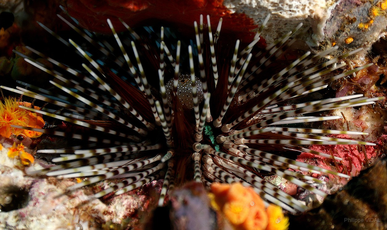 Thailand 2015 - Ko Tao - Oursin _IMG_3571_rc.jpg